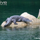Illustration for article titled Sunday Crocodilian - Crocodylus mindorensis Edition